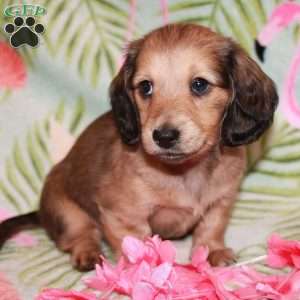 Bandit / Black Widow, Dachshund Puppy